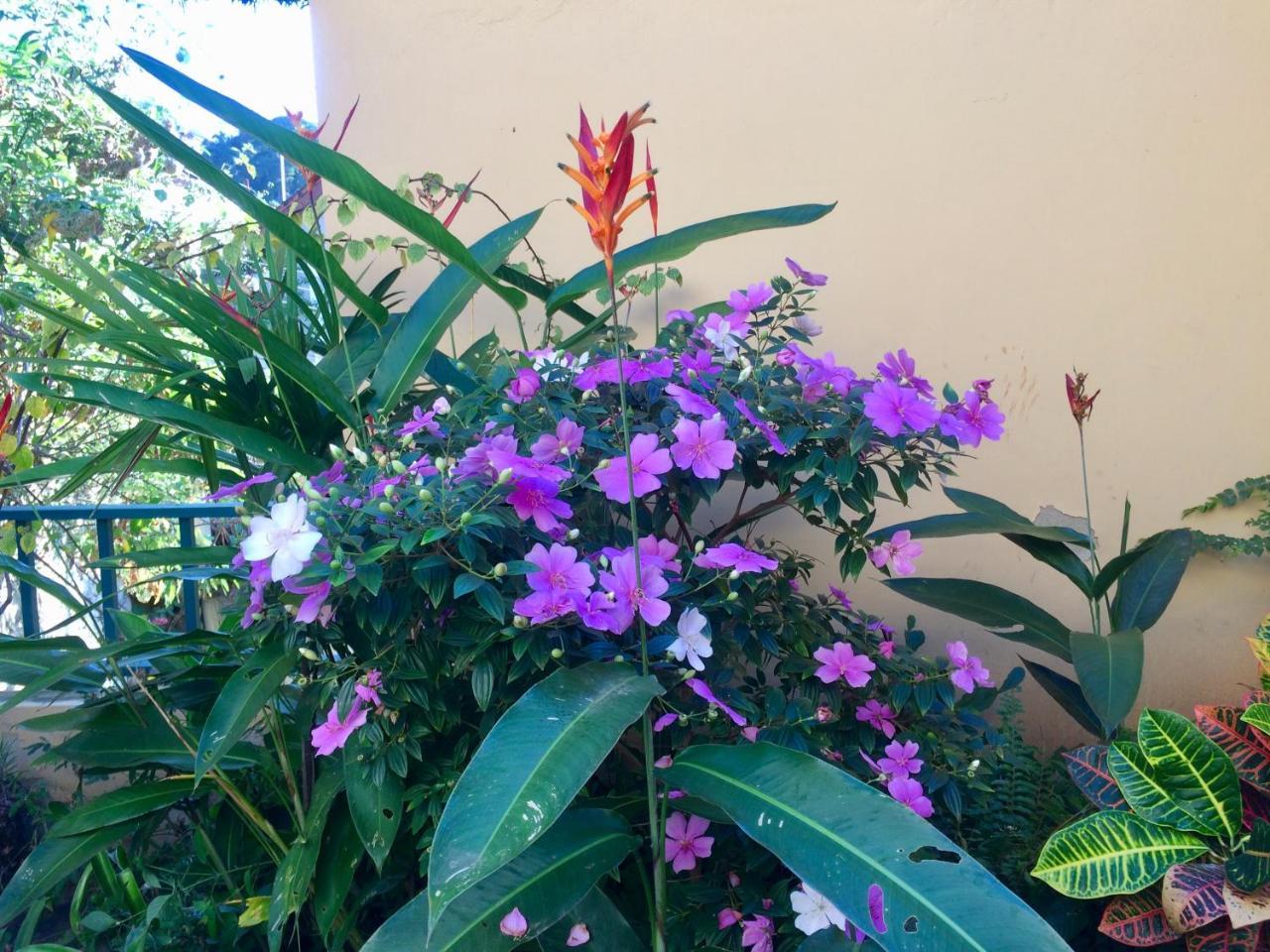 Bed and Breakfast Casa Igba Rio de Janeiro Exterior foto